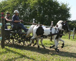 Landesmeister der Ponyfahrer wurde Tim Dallmann (Blankensee).